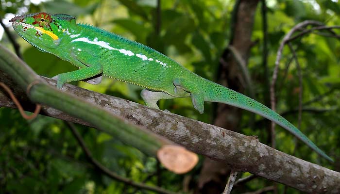 Hike and chameleon in nosy be